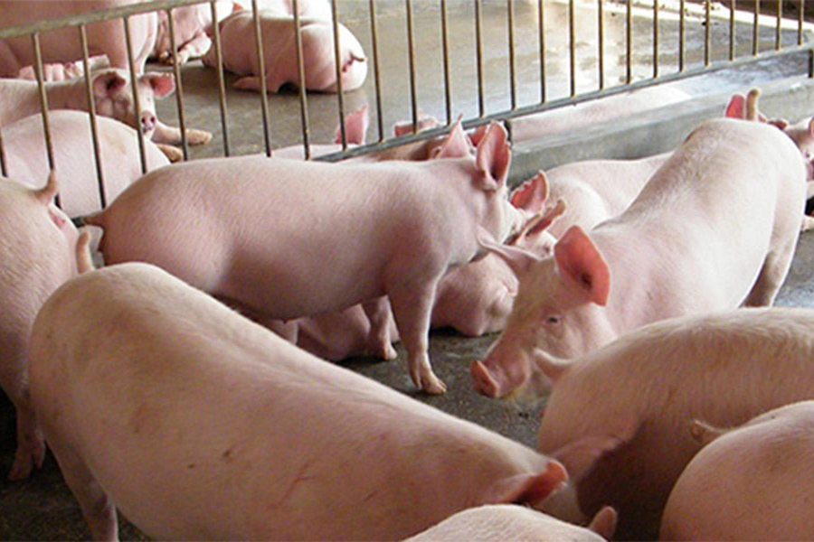 輪儲即將開啟，市場情緒一般！