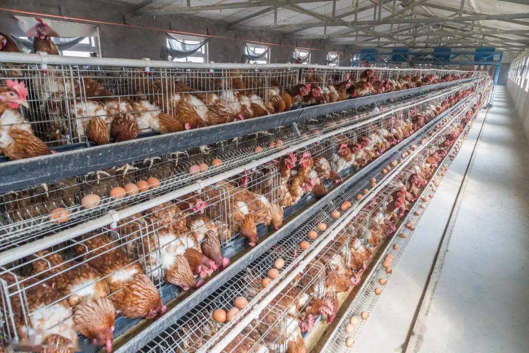 雞蛋價格略有上漲