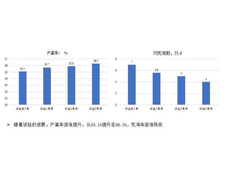 案例2：安恩暢優L在蛋雞上的應用